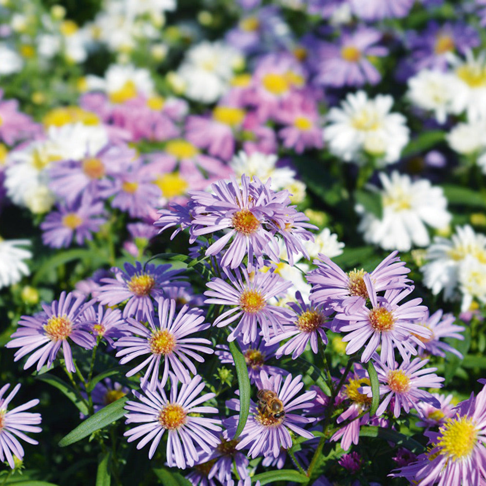 Buy Aster Michaelmas Daisy by Kings Seeds NZ online