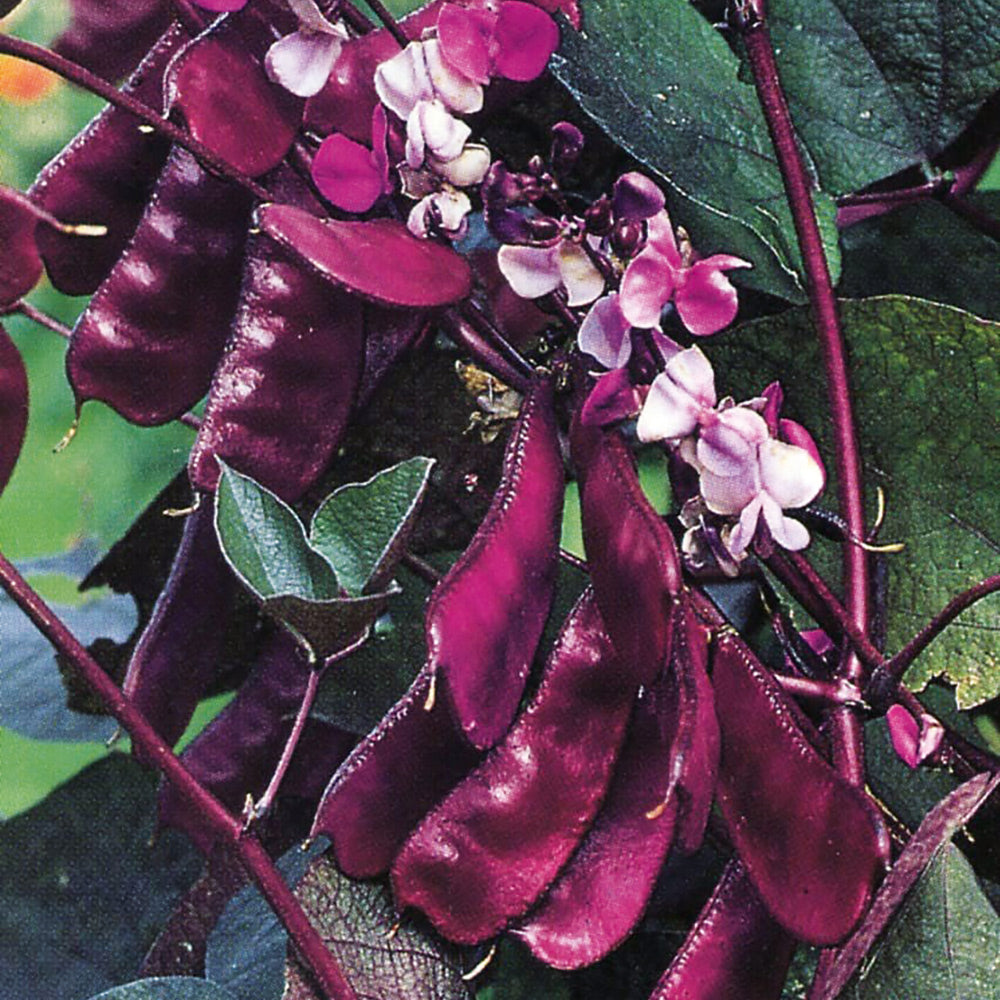 planting hyacinth bean vine seeds Buy Hyacinth Bean Vine by Kings Seeds NZ online