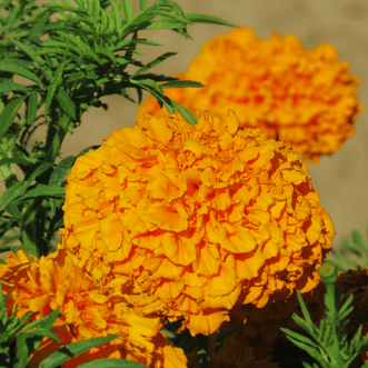 Kings Seeds Flower Marigold Hawaii