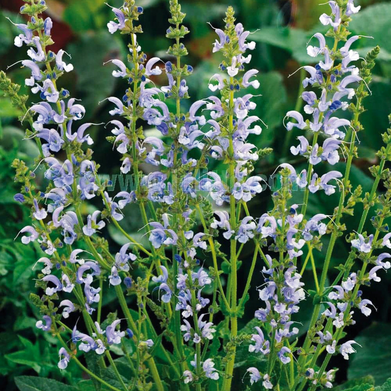 Sky Flowerサマ❤️ Sky Flowerサマ❤️