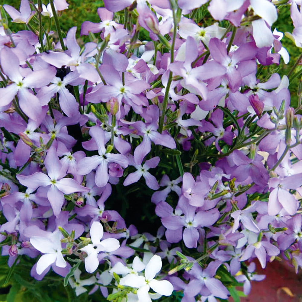 Buy Stock Night Scented by Kings Seeds NZ online