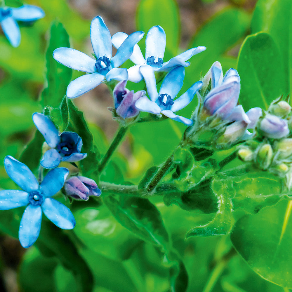 tweedia flower seeds Buy Tweedia Heavenly Blue by Kings Seeds NZ online