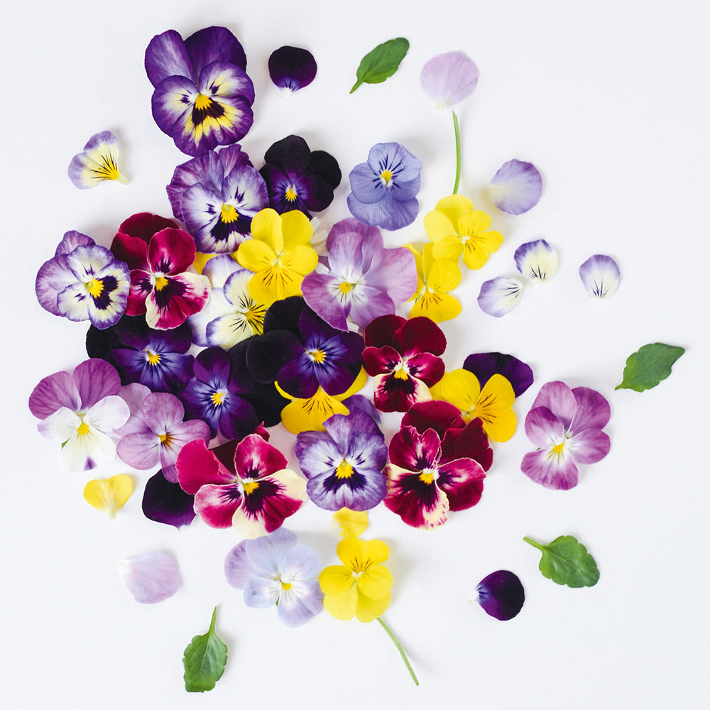 edible viola flower seeds Buy Viola Edible Flower Mix by Kings Seeds NZ online