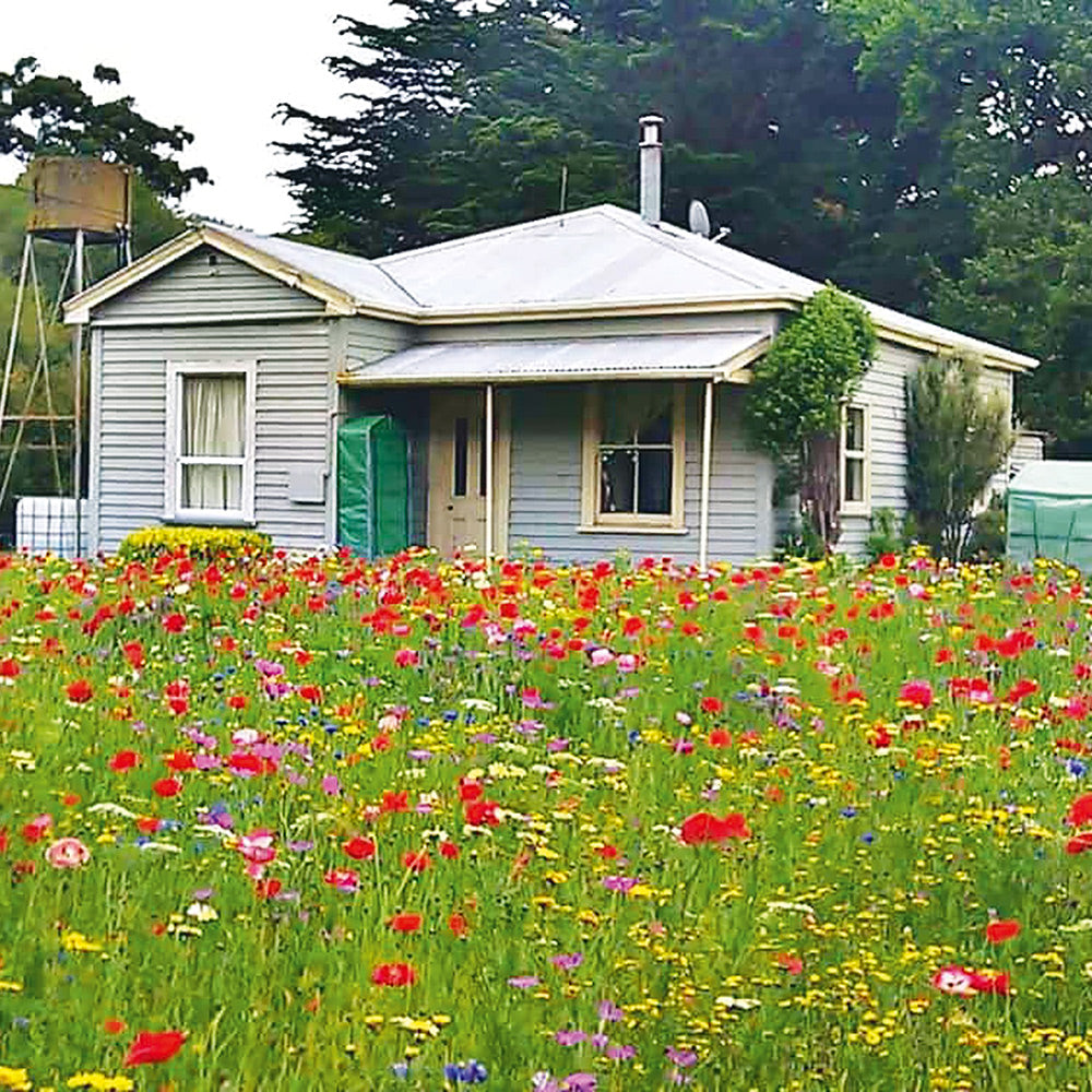 where to buy bulk wildflower seeds nz Buy Wildflower Meadow Blend by Kings Seeds NZ online