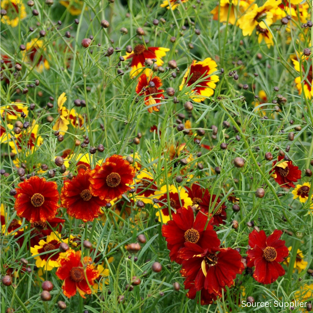 Buy Coreopsis Mix by Kings Seeds online Kings Seeds NZ