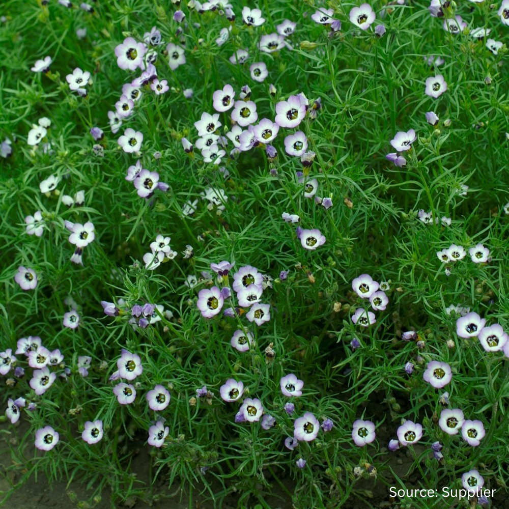 birds eye flower seeds Buy Gilia Bird's Eye by Kings Seeds NZ online