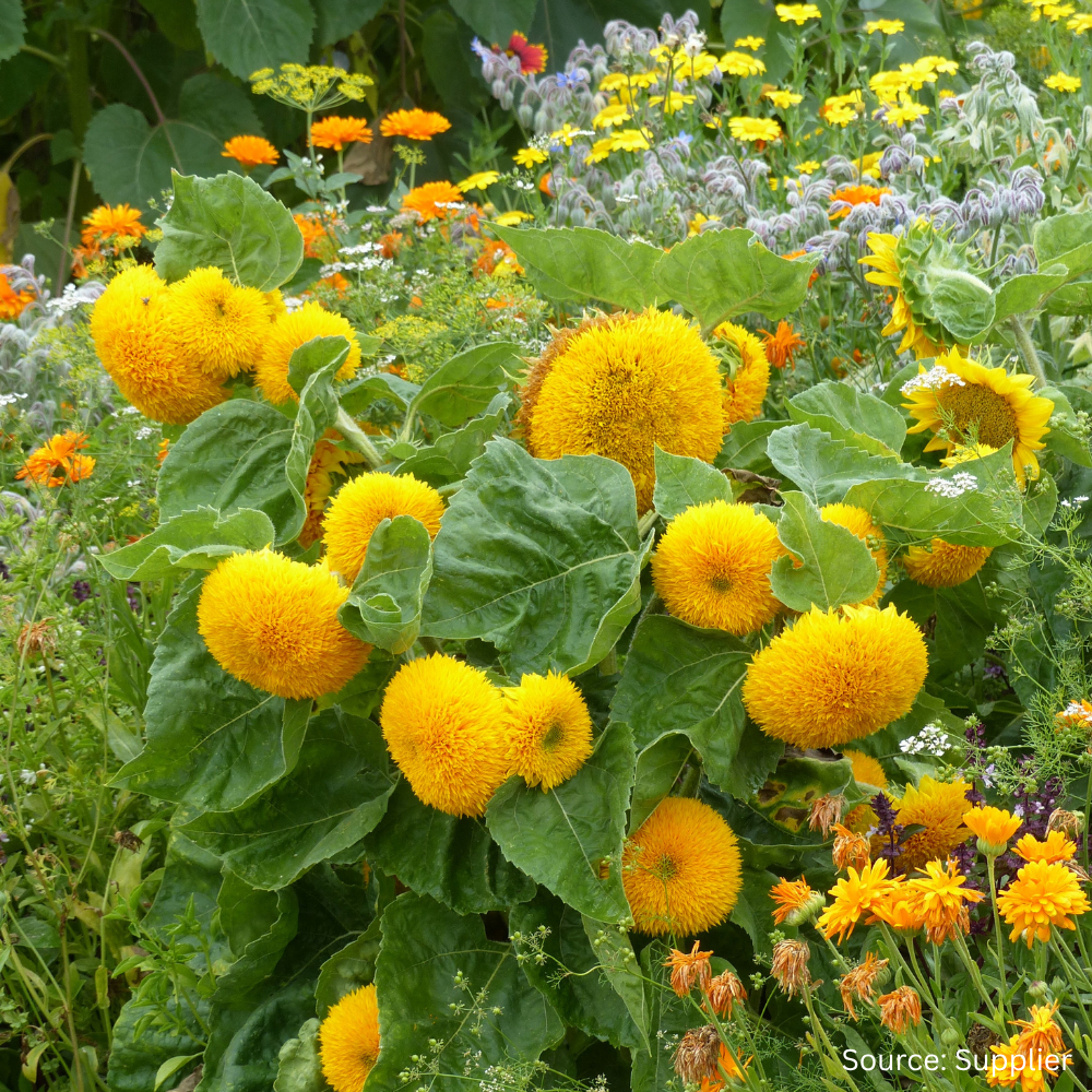 Buy Sunflower Teddy Bear (treated seed) by Kings Seeds NZ online