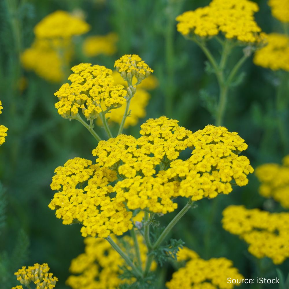 Buy Achillea Cloth of Gold by Kings Seeds NZ online