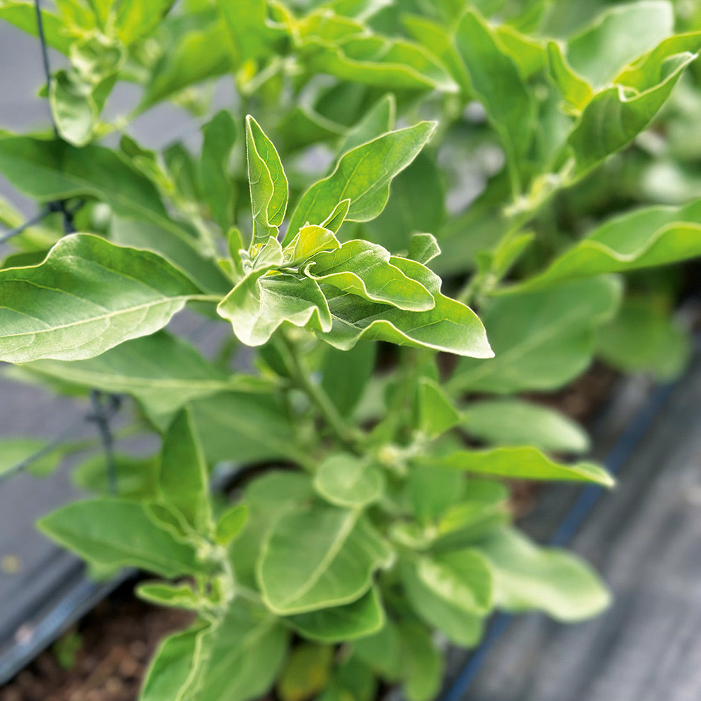 Buy Ashwagandha by Kings Seeds NZ online
