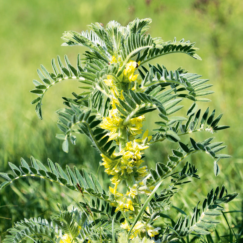 Buy Astragalus Milk Vetch by Kings Seeds NZ online
