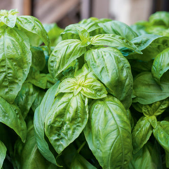 Basil Genovese Giant