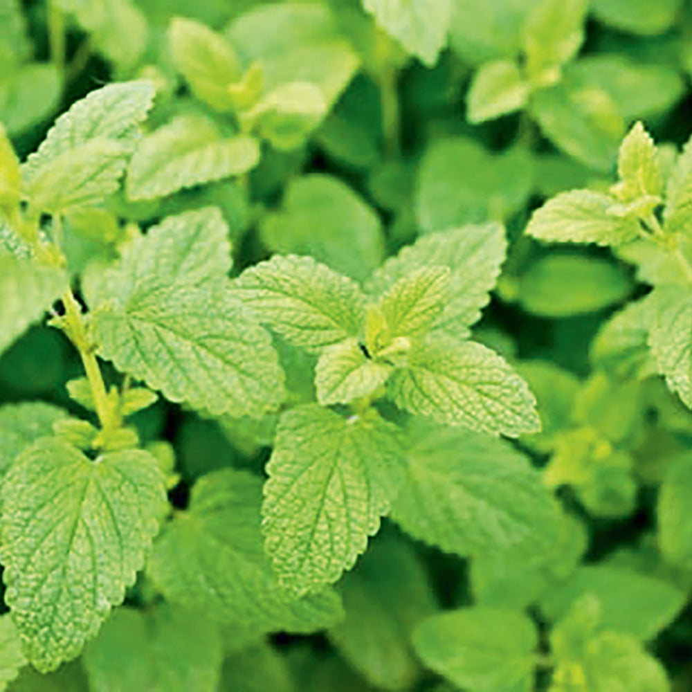 Lemon Balm