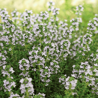 Kings Seeds Herb Thyme French Summer