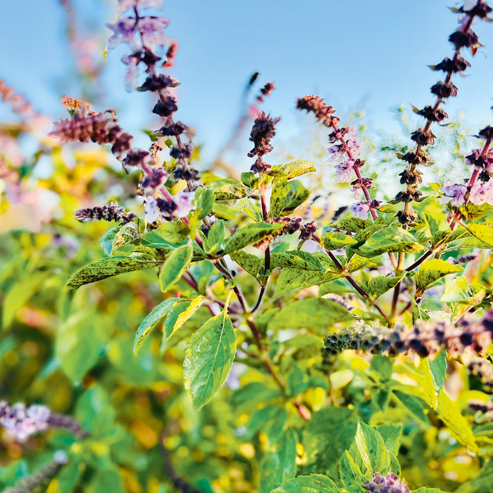 holy basil seeds for planting Buy Basil Tulsi by Kings Seeds NZ online