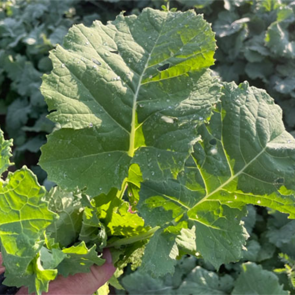 Buy Kale Noble by Kings Seeds NZ online Kings Seeds NZ