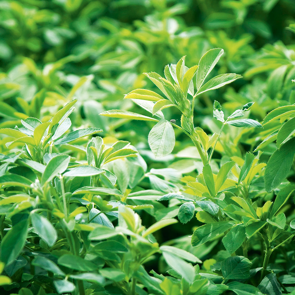 lucerne plant seeds Lucerne