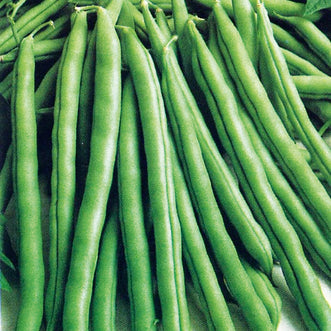 Organic Bean Runner Cobra