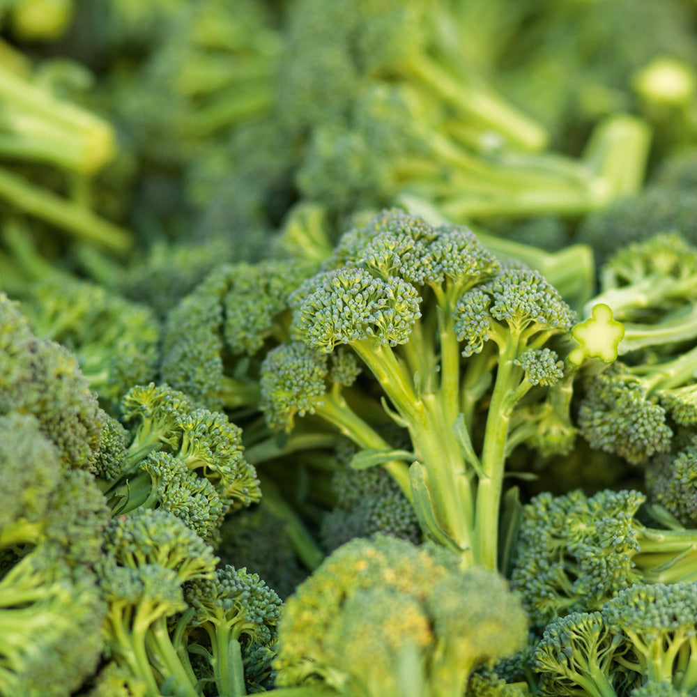 Buy Organic Broccoli de Cicco by Kings Seeds online Kings Seeds NZ