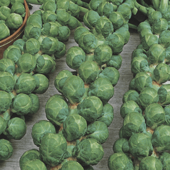Kings Seeds Organic Organic Brussels Sprouts Igor F1