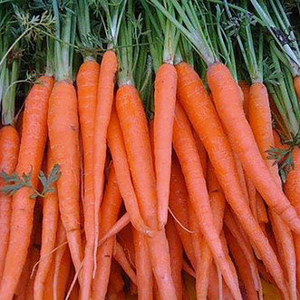 Organic Carrot Tendersweet
