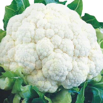 Organic Cauliflower Snowball