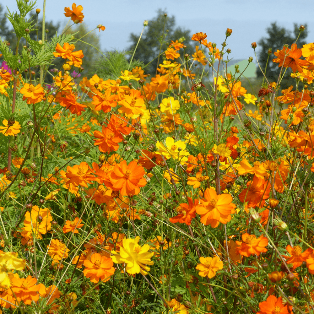 Buy Organic Cosmos Bright Lights Mix by Kings Seeds NZ online