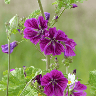 Kings Seeds Organic Organic Mallow Mauritiana