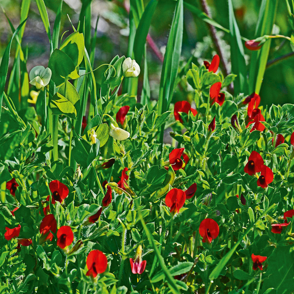 Buy Asparagus Pea by Kings Seeds NZ online