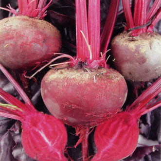 Beetroot Bulls Blood