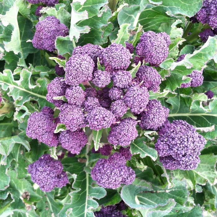 Buy Broccoli Sprouting Winter Rudolph by Kings Seeds online Kings