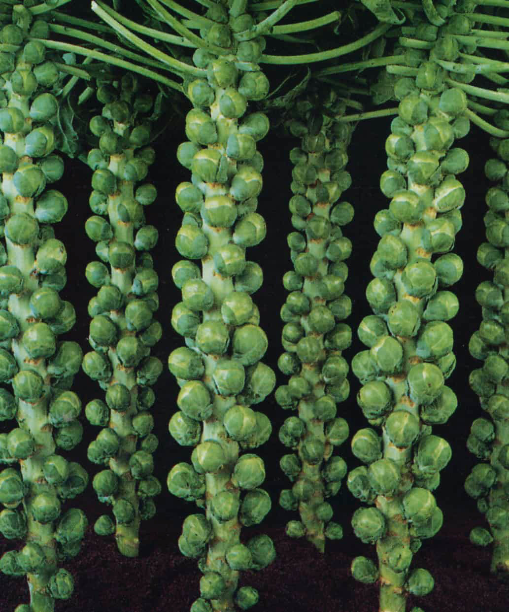 jade plant sprouts Buy Brussels Sprouts Jade F1 by Kings Seeds NZ online