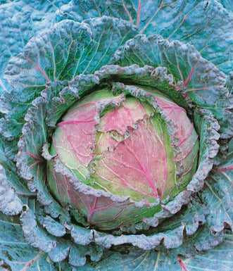 Cabbage Verona Purple Savoy