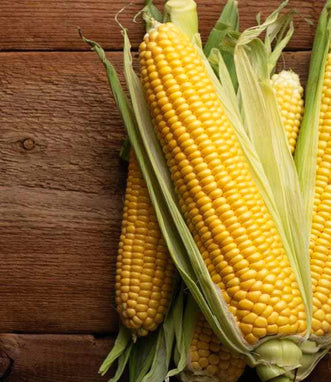 Corn Golden Sweet F1