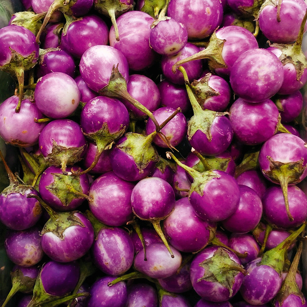 thai egg plant Buy Eggplant Thai Purple F1 by Kings Seeds NZ online