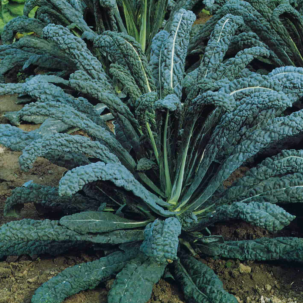 Buy Kale Cavolo Nero By Kings Seeds NZ Online Kings Seeds NZ buy-kale-cavolo-nero-by-kings-seeds-nz-online-kings-seeds-nz