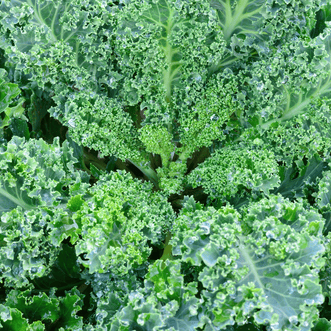 Kale Squire