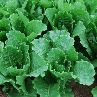 Kings Seeds Vegetables Lettuce Crisp Mint
