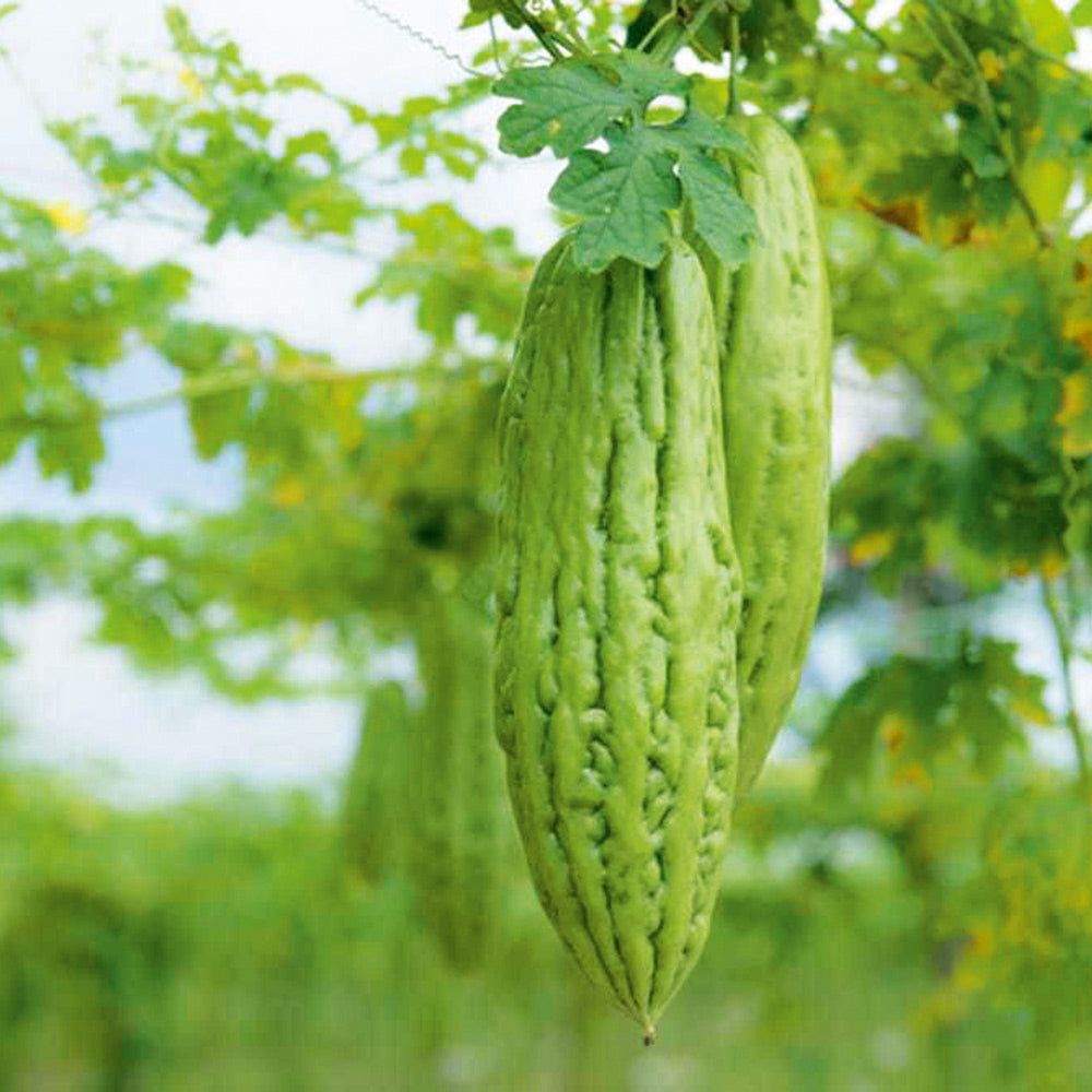 Buy Gourd Bitter Melon Chikana F1 by Kings Seeds online Kings