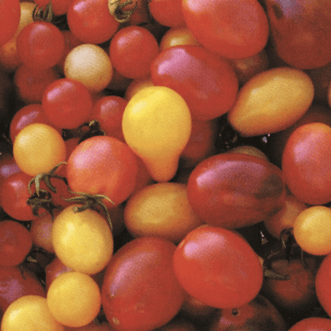 Kings Seeds Vegetables Tomato Rainbow Cherry Mix