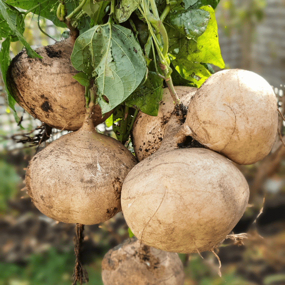 Buy Jicama by Kings Seeds online Kings Seeds NZ