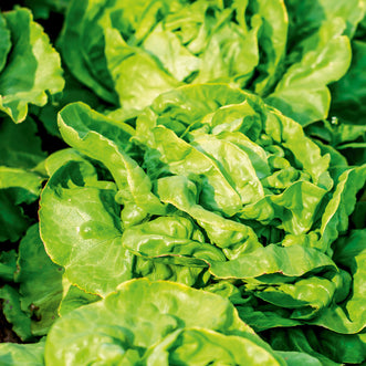 Lettuce Tom Thumb