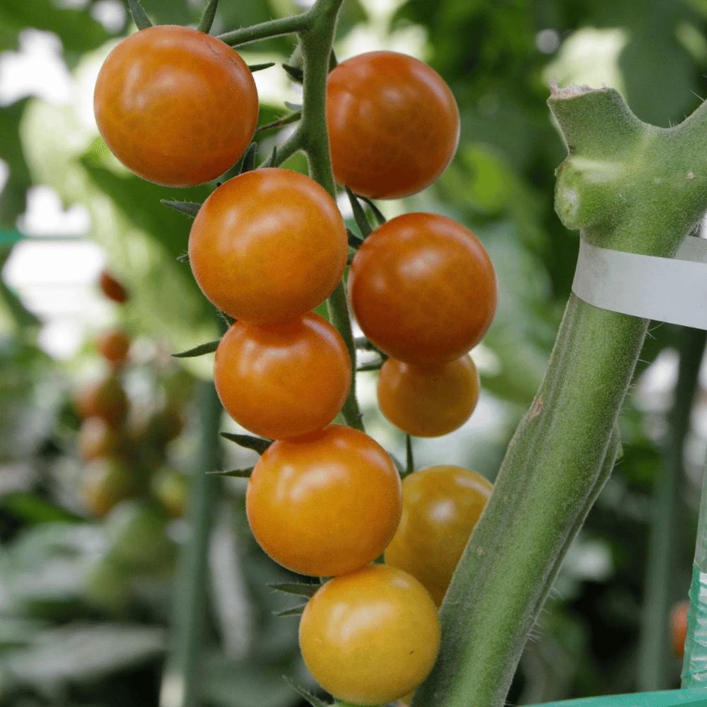 50 Sungold Select II Tomato Seeds - Heirloom, Super Prolific, Non-GMO