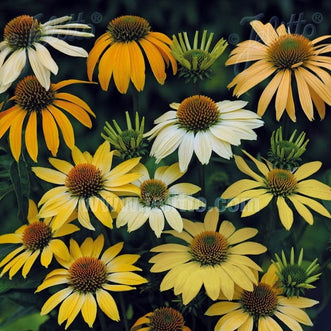 Kings Seeds Flower Echinacea Mellow Yellows