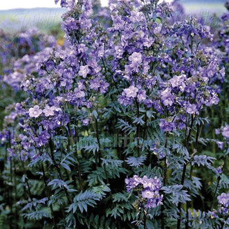 Kings Seeds Flower Polemonium Purple Rain