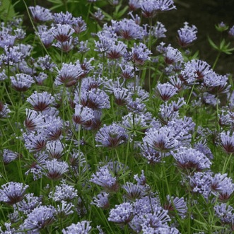 Kings Seeds Flower Asperula Sweet Blue Woodruff