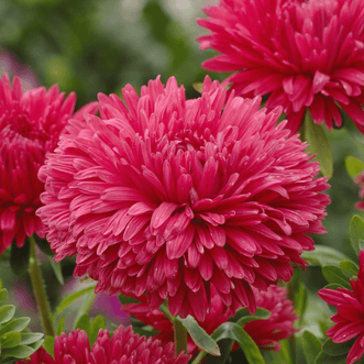 Kings Seeds Flower Aster King Size Red
