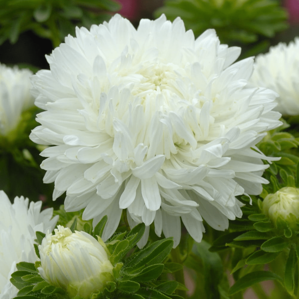 White aster discount
