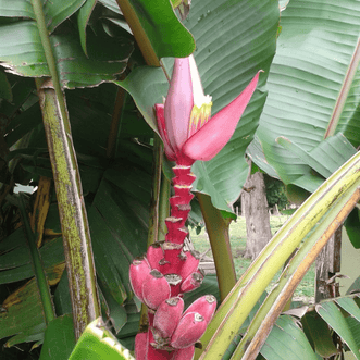 Kings Seeds Flower Banana Ornamental Pink