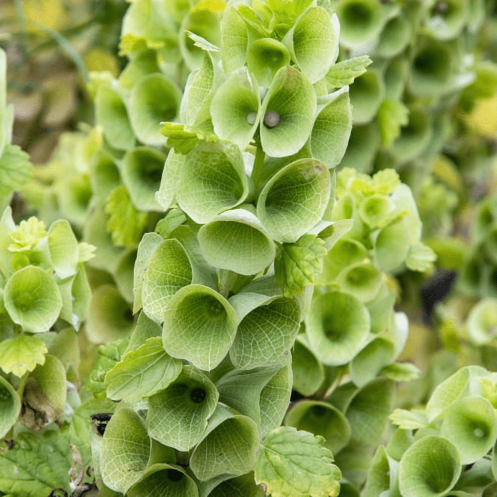 Buy Bells of Ireland by Kings Seeds online Kings Seeds NZ