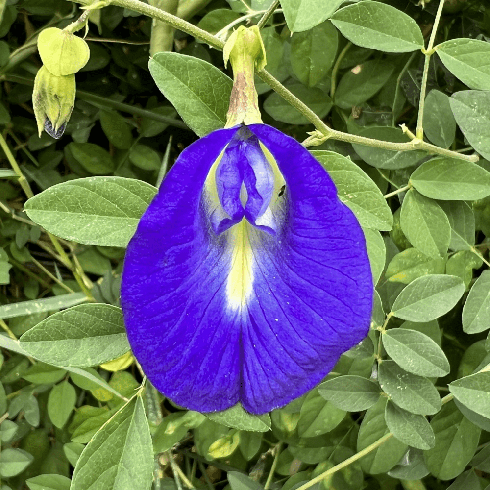 Buy Butterfly Pea by Kings Seeds online - Kings Seeds NZ